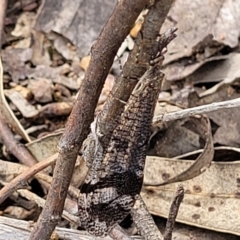 Glenoleon pulchellus at Molonglo Valley, ACT - 15 Dec 2021