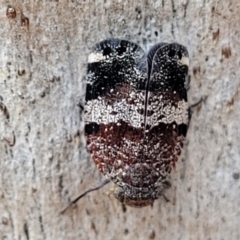 Platybrachys decemmacula (Green-faced gum hopper) at Molonglo Valley, ACT - 15 Dec 2021 by trevorpreston