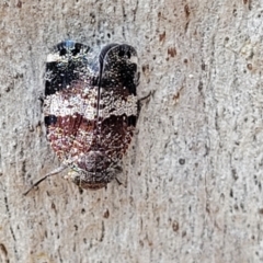 Platybrachys decemmacula at Molonglo Valley, ACT - 15 Dec 2021 02:51 PM