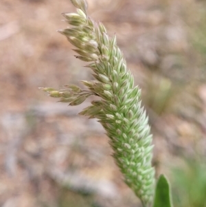 Phalaris aquatica at Molonglo Valley, ACT - 15 Dec 2021 02:48 PM