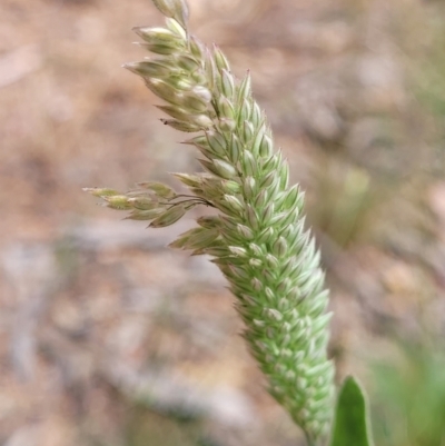 Phalaris aquatica (Phalaris, Australian Canary Grass) at Block 402 - 15 Dec 2021 by trevorpreston