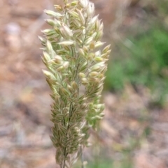 Phalaris aquatica at Molonglo Valley, ACT - 15 Dec 2021 02:48 PM