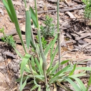 Phalaris aquatica at Molonglo Valley, ACT - 15 Dec 2021 02:48 PM