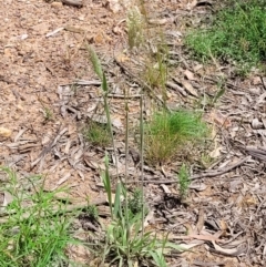 Phalaris aquatica at Molonglo Valley, ACT - 15 Dec 2021