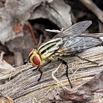 Sarcophagidae sp. (family) (Unidentified flesh fly) at Block 402 - 15 Dec 2021 by trevorpreston