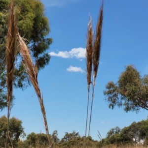 Austrostipa densiflora at Molonglo Valley, ACT - 15 Dec 2021