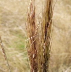 Austrostipa densiflora at Molonglo Valley, ACT - 15 Dec 2021 02:43 PM