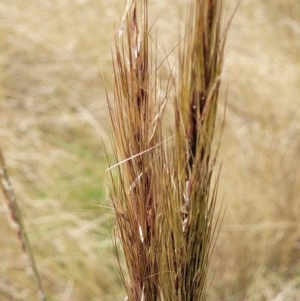 Austrostipa densiflora at Molonglo Valley, ACT - 15 Dec 2021