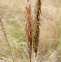 Austrostipa densiflora at Molonglo Valley, ACT - 15 Dec 2021 02:43 PM