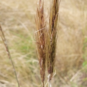 Austrostipa densiflora at Molonglo Valley, ACT - 15 Dec 2021 02:43 PM