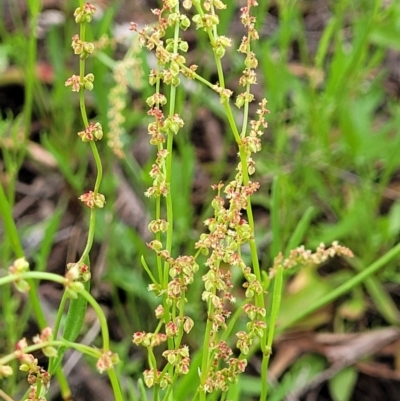 Rumex acetosella (Sheep Sorrel) at Block 402 - 15 Dec 2021 by trevorpreston