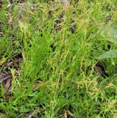 Rumex acetosella at Molonglo Valley, ACT - 15 Dec 2021 02:41 PM