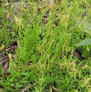 Rumex acetosella at Molonglo Valley, ACT - 15 Dec 2021