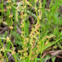 Rumex acetosella at Molonglo Valley, ACT - 15 Dec 2021