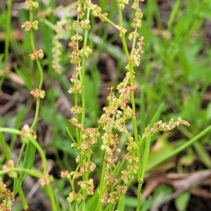 Rumex acetosella at Molonglo Valley, ACT - 15 Dec 2021