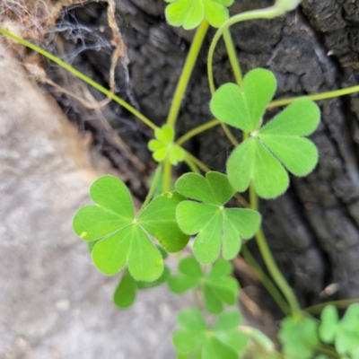 Oxalis corniculata (Yellow Wood-sorrel) at Block 402 - 15 Dec 2021 by trevorpreston