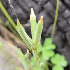 Oxalis corniculata at Molonglo Valley, ACT - 15 Dec 2021