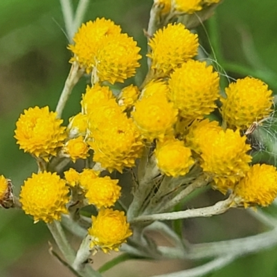 Chrysocephalum semipapposum (Clustered Everlasting) at Block 402 - 15 Dec 2021 by trevorpreston