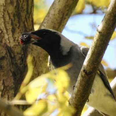 Coracina novaehollandiae (Black-faced Cuckooshrike) at Burradoo, NSW - 14 Dec 2021 by GlossyGal