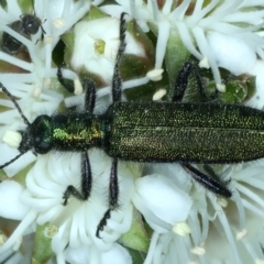 Eleale aspera (Clerid beetle) at Urila, NSW - 12 Dec 2021 by jb2602