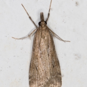 Eudonia cleodoralis at Melba, ACT - 19 Oct 2021 11:15 PM