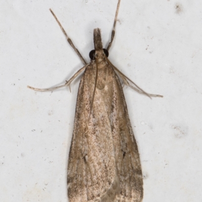 Eudonia cleodoralis (A Crambid moth) at Melba, ACT - 19 Oct 2021 by kasiaaus