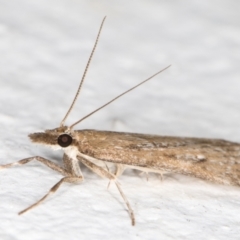 Eudonia cleodoralis at Melba, ACT - 19 Oct 2021 11:15 PM