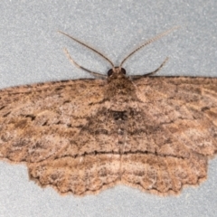Ectropis excursaria (Common Bark Moth) at Melba, ACT - 19 Oct 2021 by kasiaaus