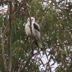 Elanus axillaris (Black-shouldered Kite) at Jerrabomberra Wetlands - 10 Dec 2021 by RodDeb