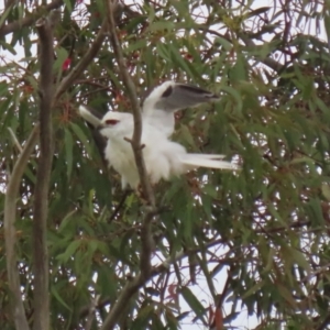 Elanus axillaris at Fyshwick, ACT - 10 Dec 2021