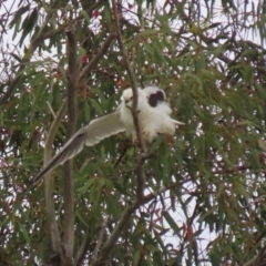 Elanus axillaris at Fyshwick, ACT - 10 Dec 2021