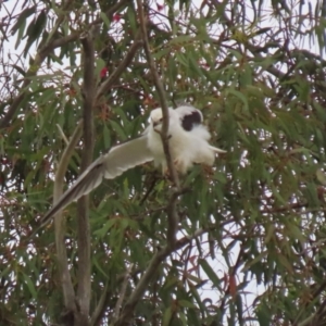 Elanus axillaris at Fyshwick, ACT - 10 Dec 2021 01:18 PM