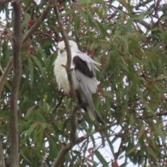 Elanus axillaris at Fyshwick, ACT - 10 Dec 2021