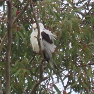 Elanus axillaris at Fyshwick, ACT - 10 Dec 2021 01:18 PM