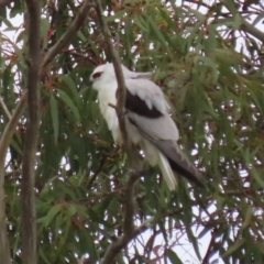 Elanus axillaris at Fyshwick, ACT - 10 Dec 2021 01:18 PM