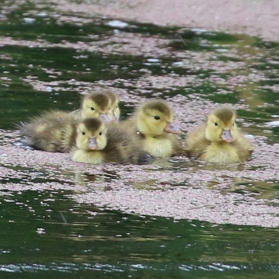 Aythya australis (Hardhead) at Fyshwick, ACT - 10 Dec 2021 by RodDeb