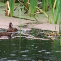 Aythya australis at Fyshwick, ACT - 10 Dec 2021 02:08 PM