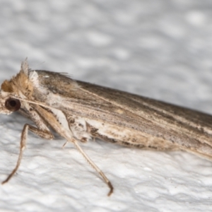 Lygephila fallax at Melba, ACT - 20 Oct 2021 11:02 PM