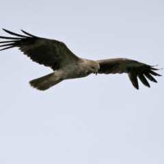 Haliastur sphenurus (Whistling Kite) at Jerrabomberra Wetlands - 10 Dec 2021 by RodDeb