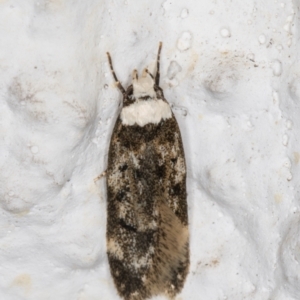 Endrosis sarcitrella at Melba, ACT - 20 Oct 2021