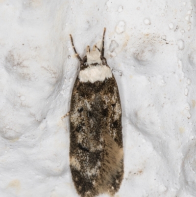 Endrosis sarcitrella (White-shouldered House Moth) at Melba, ACT - 20 Oct 2021 by kasiaaus