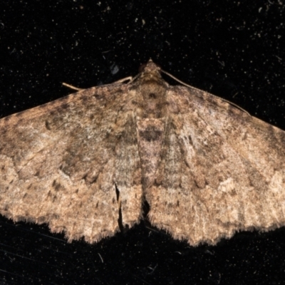 Xanthorhoe xerodes (Xerodes Carpet) at Melba, ACT - 20 Oct 2021 by kasiaaus