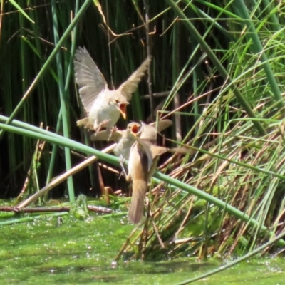 Acrocephalus australis (Australian Reed-Warbler) at Isabella Pond - 12 Dec 2021 by RodDeb