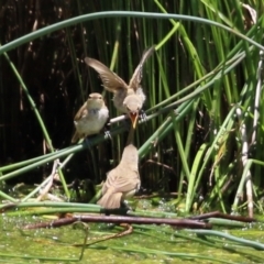 Acrocephalus australis at Monash, ACT - 12 Dec 2021