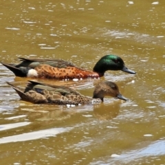 Anas castanea (Chestnut Teal) at Monash, ACT - 12 Dec 2021 by RodDeb