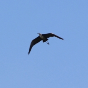 Ardea pacifica at Greenway, ACT - 15 Dec 2021 12:45 PM