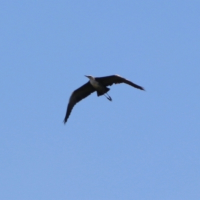 Ardea pacifica (White-necked Heron) at Pine Island to Point Hut - 15 Dec 2021 by RodDeb