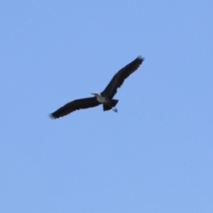 Ardea pacifica at Greenway, ACT - 15 Dec 2021