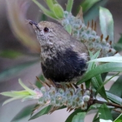 Acanthiza pusilla (Brown Thornbill) at Acton, ACT - 13 Dec 2021 by RodDeb