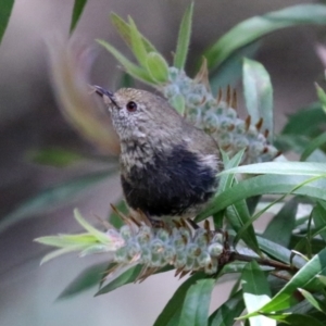 Acanthiza pusilla at Acton, ACT - 13 Dec 2021